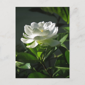 White Gardenia Blossom Postcard 2