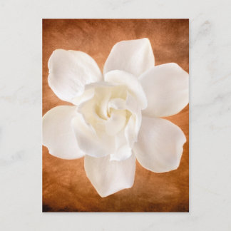 White Gardenia Flower Blossom Floral Postcard