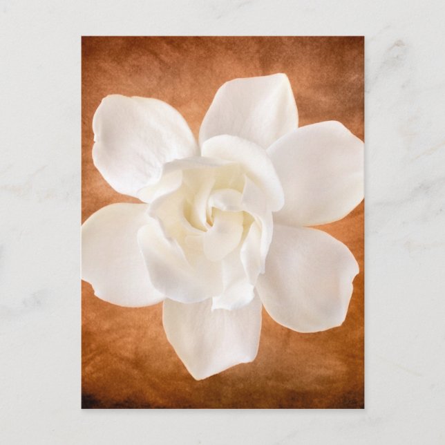 White Gardenia Flower Blossom Floral Postcard (Front)