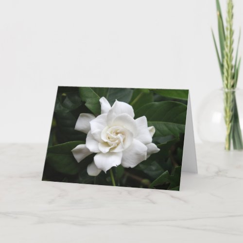 White gardenia flower card