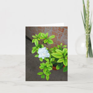 White Gardenia Flower Note Card