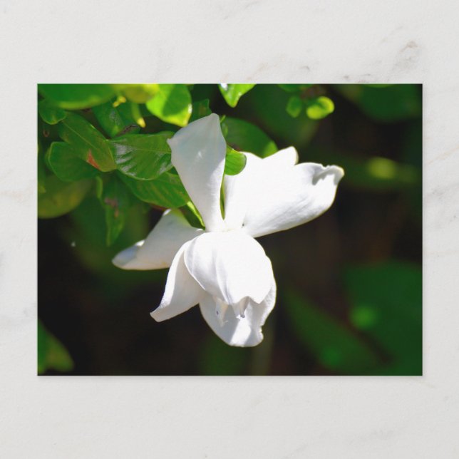 White Gardenia Flower Postcard (Front)