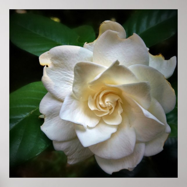 White Gardenia Flower Poster (Front)