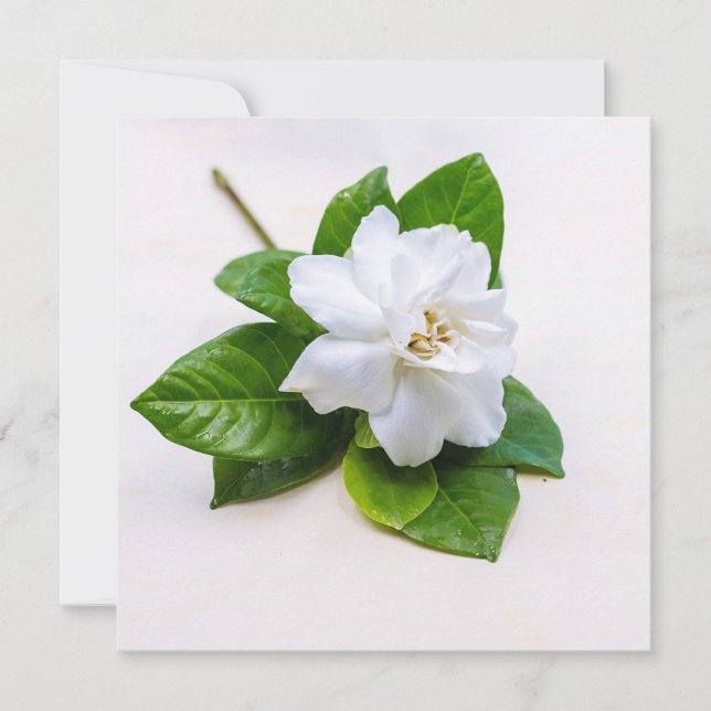 White Gardenia Flowers Postcard (Front)