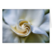 White Gardenia Illustration (Front Horizontal)