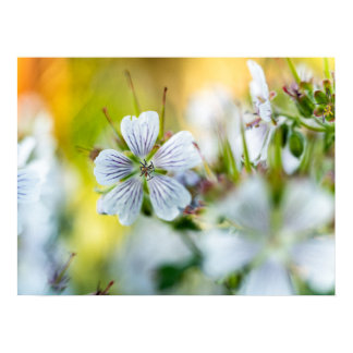 White Geranium Flower Abstract Nature Photograph Poster