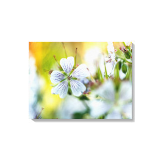 White Geranium Flower Blooming Summer Scene Photo Canvas Print