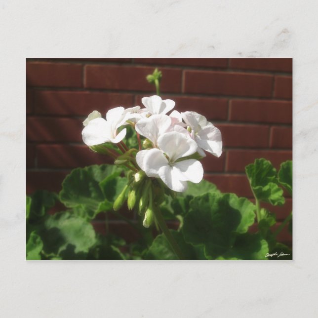 White Geraniums 6 Postcard (Front)