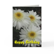 White Gerber Daisy Happy Birthday