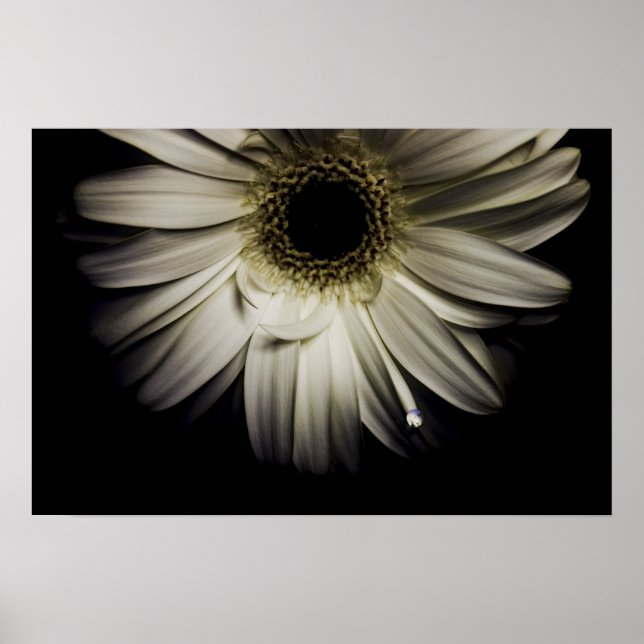 White Gerber Daisy Poster (Front)