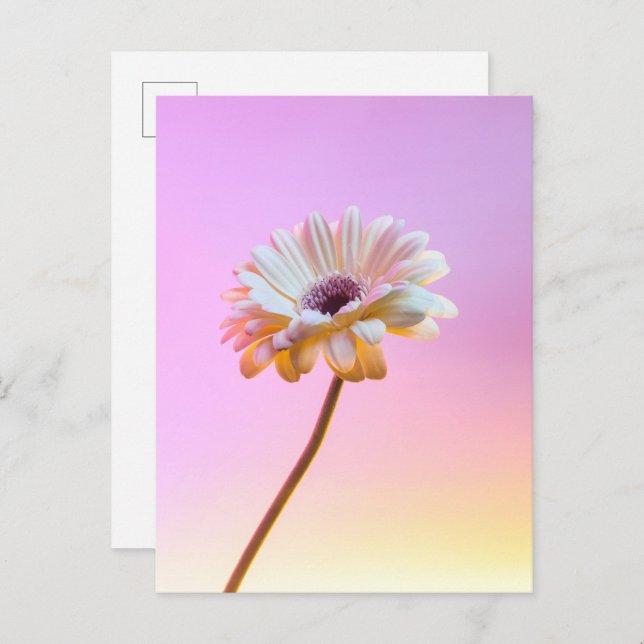 White Gerbera Daisy Postcard (Front/Back)