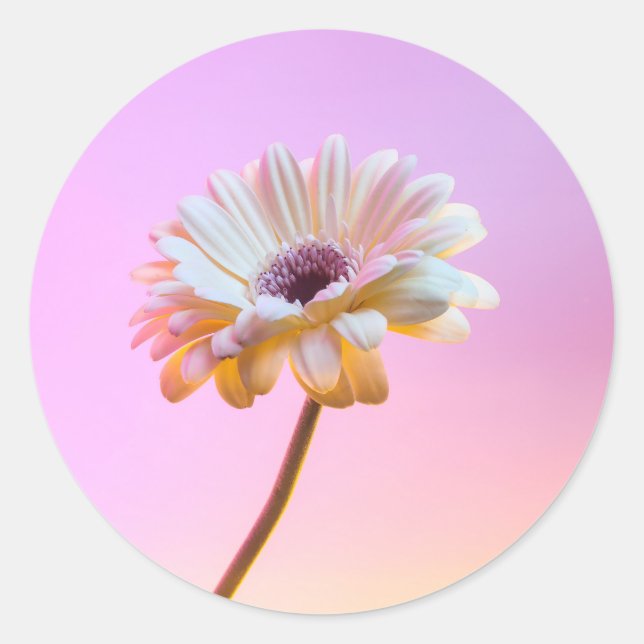 White Gerbera Daisy Sticker (Front)