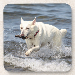 White German Shepard on Lake George Coaster