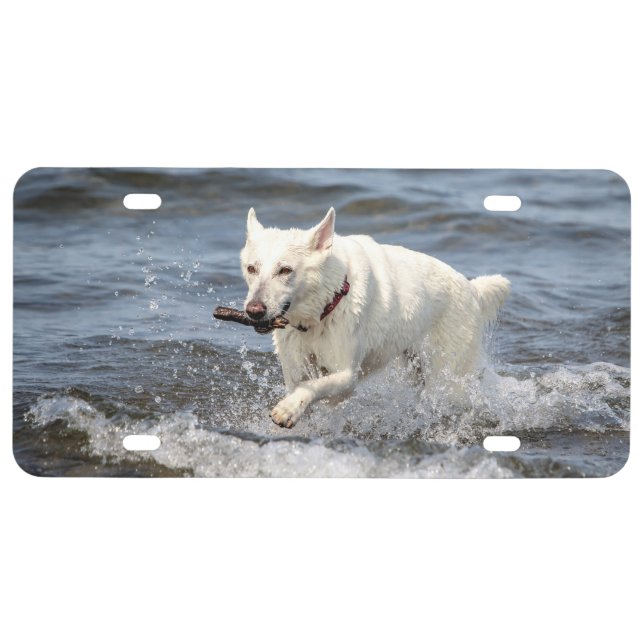 White German Shepard on Lake George License Plate (Front)