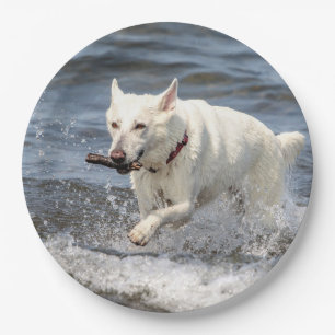 White German Shepard on Lake George Paper Plates