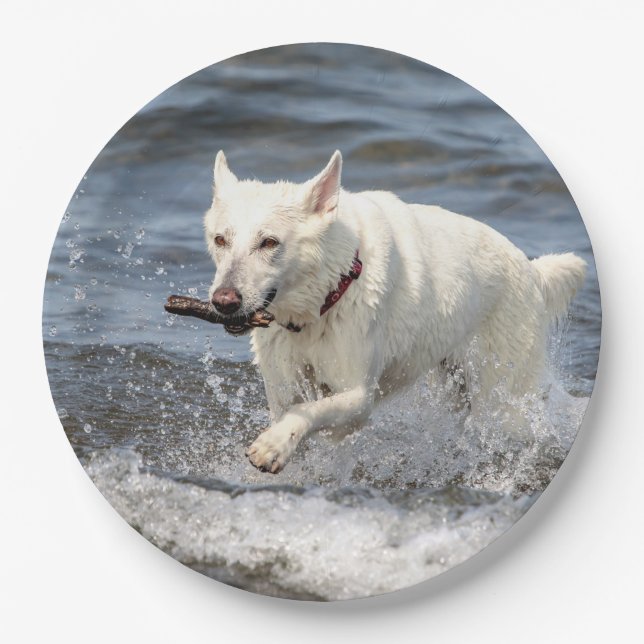 White German Shepard on Lake George Paper Plates (Front)