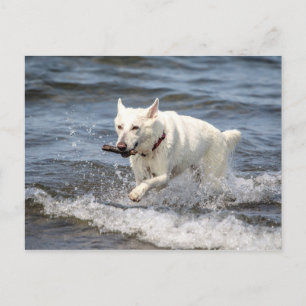 White German Shepard on Lake George Postcard