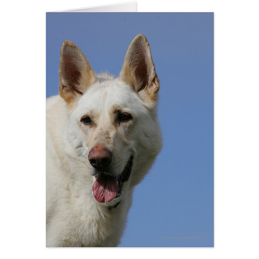 White German Shepherd (Front)
