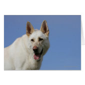 White German Shepherd (Front Horizontal)
