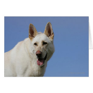 White German Shepherd Cards