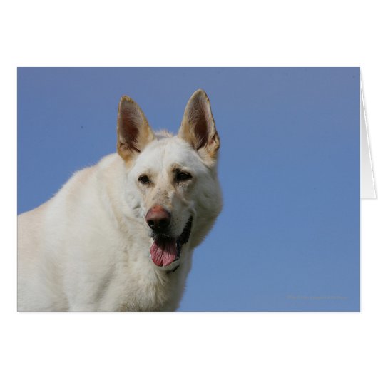 White German Shepherd Cards (Front Horizontal)