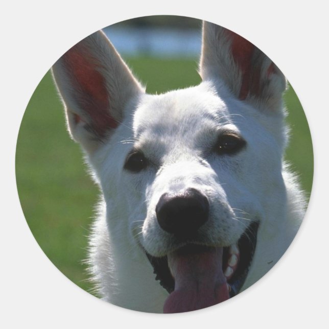 White German Shepherd Classic Round Sticker (Front)