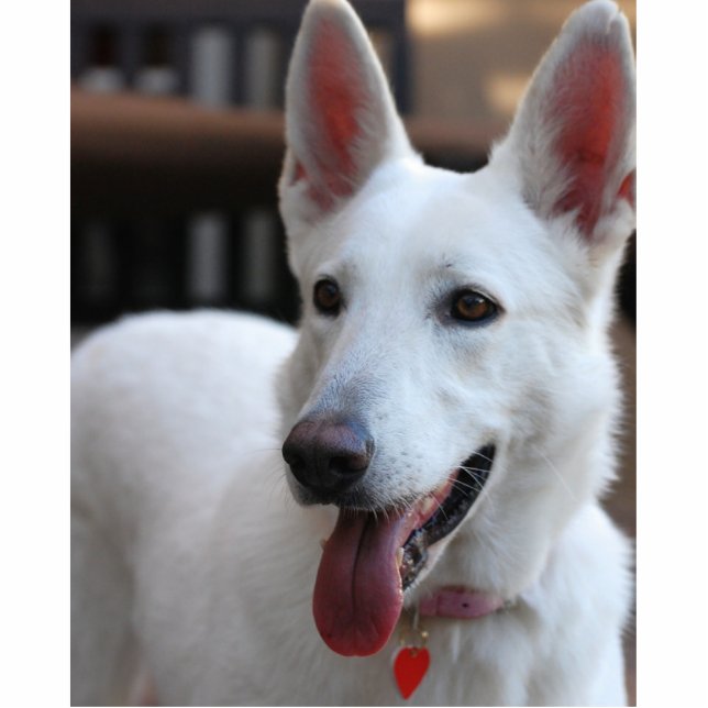 white german shepherd cutout (Front)