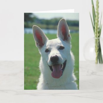 White German Shepherd Dog Card by walkandbark at Zazzle