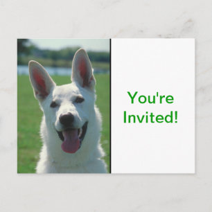 White German Shepherd Dog Invitation Postcard