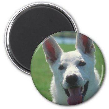 White German Shepherd Dog Magnet by walkandbark at Zazzle