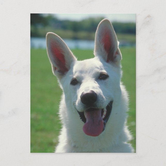 White German Shepherd Dog Postcard (Front)