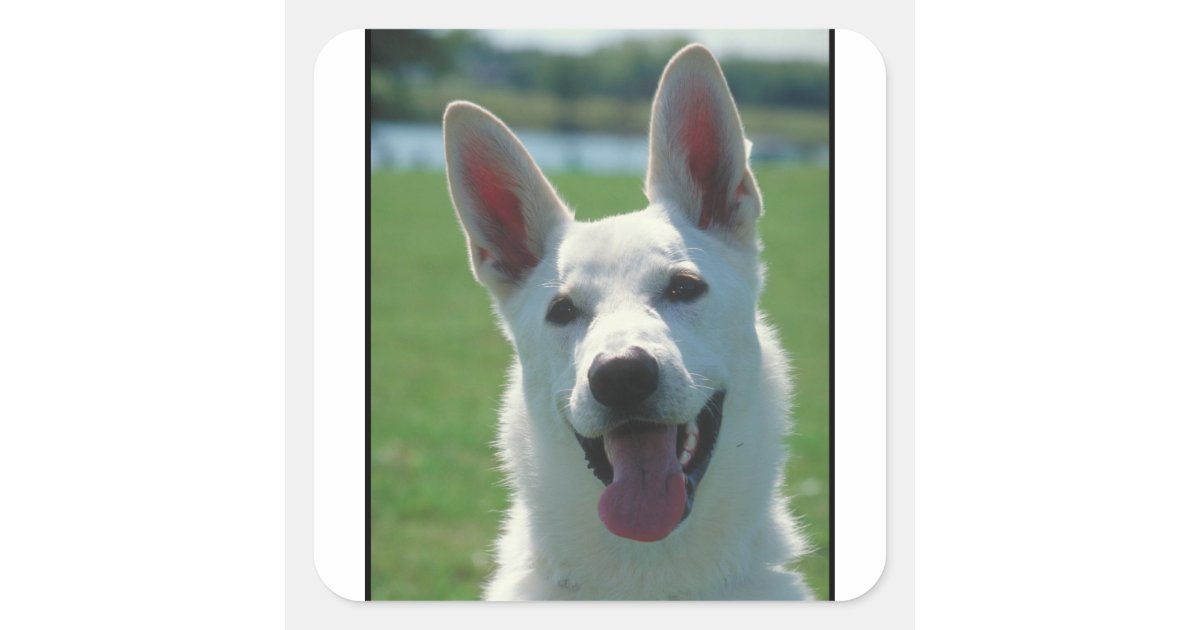 White German Shepherd Dog Square Sticker