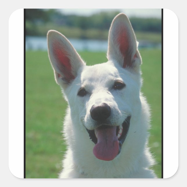 White German Shepherd Dog Square Sticker (Front)