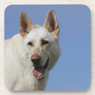 White German Shepherd Drink Coaster