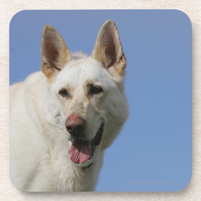 White German Shepherd Drink Coaster (Front)