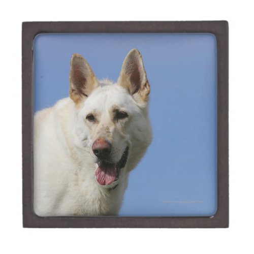 White German Shepherd Gift Box