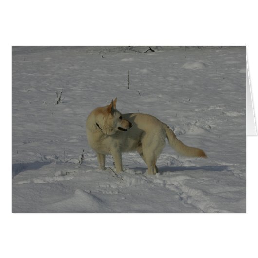 White German Shepherd in the Snow (Front Horizontal)
