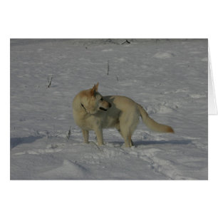 White German Shepherd in the Snow Cards