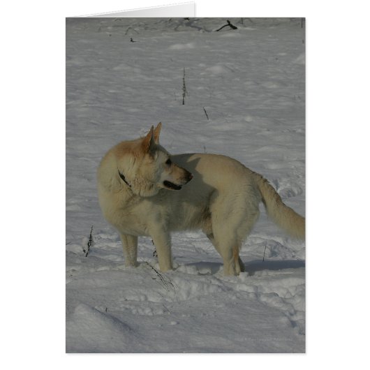 White German Shepherd  in the Snow Cards (Front)