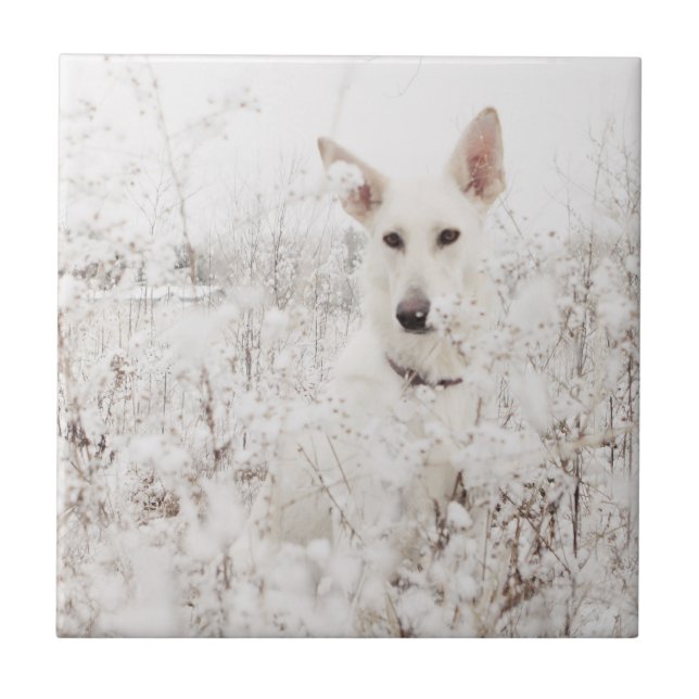 White German Shepherd in the Snow Ceramic Tile (Front)
