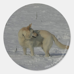 White German Shepherd in the Snow Classic Round Sticker