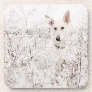 White German Shepherd in the Snow Coaster