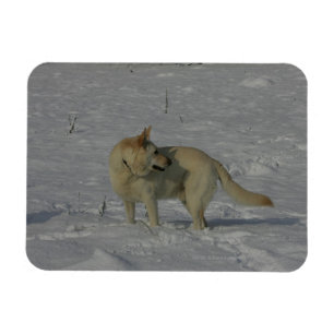 White German Shepherd in the Snow Magnet