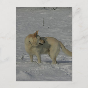 White German Shepherd in the Snow Postcard
