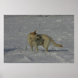 White German Shepherd in the Snow Poster