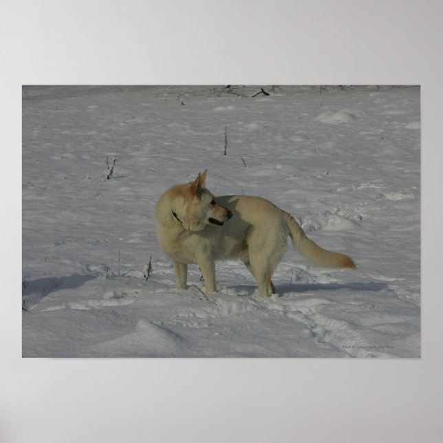 White German Shepherd  in the Snow Poster (Front)
