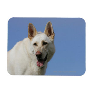 White German Shepherd Magnet