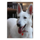 white german shepherd.png (Front)