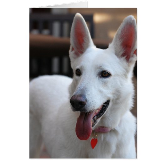 white german shepherd.png (Front)