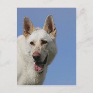 White German Shepherd Postcard